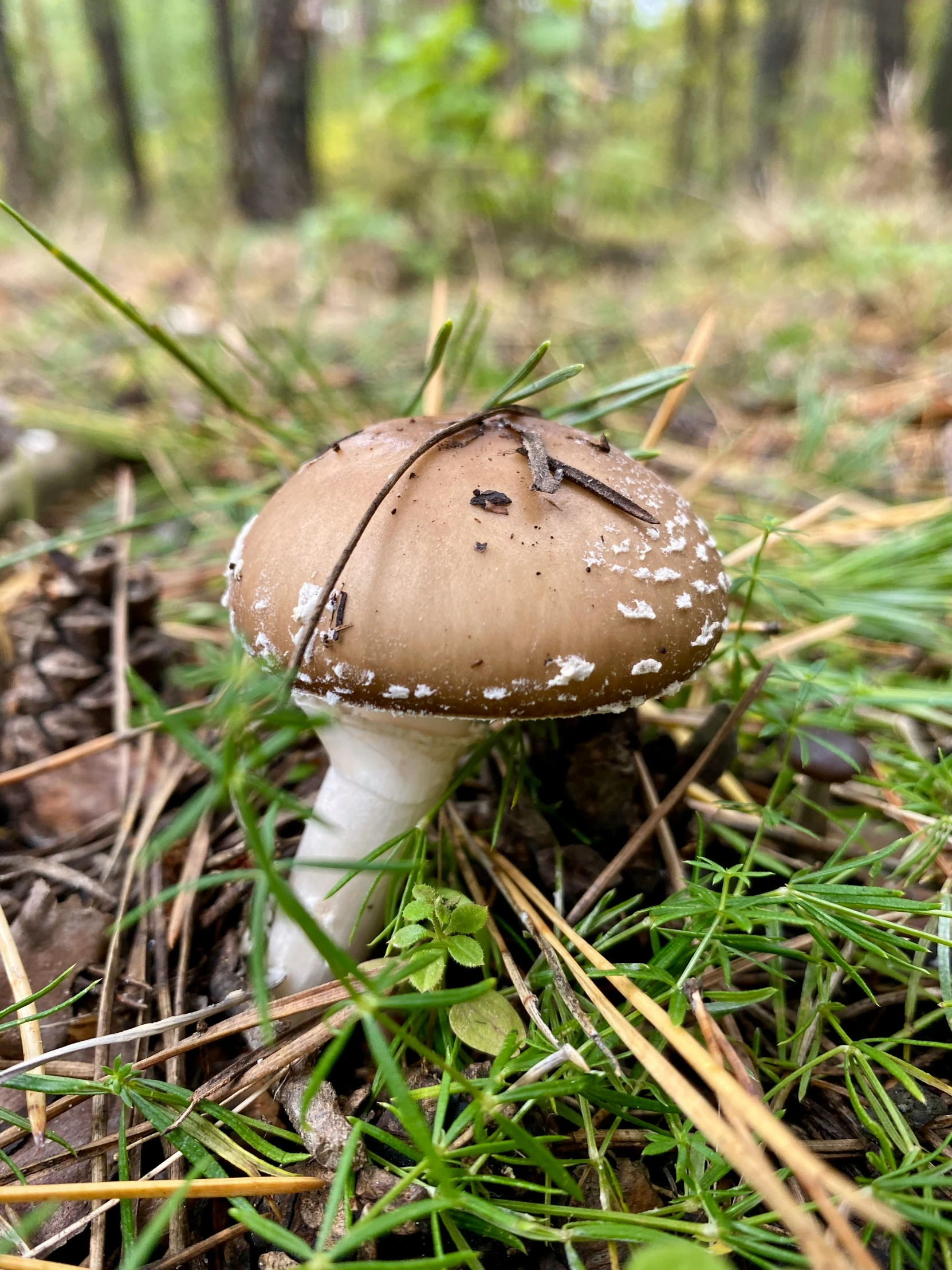 there is a brown mushroom growing on the ground