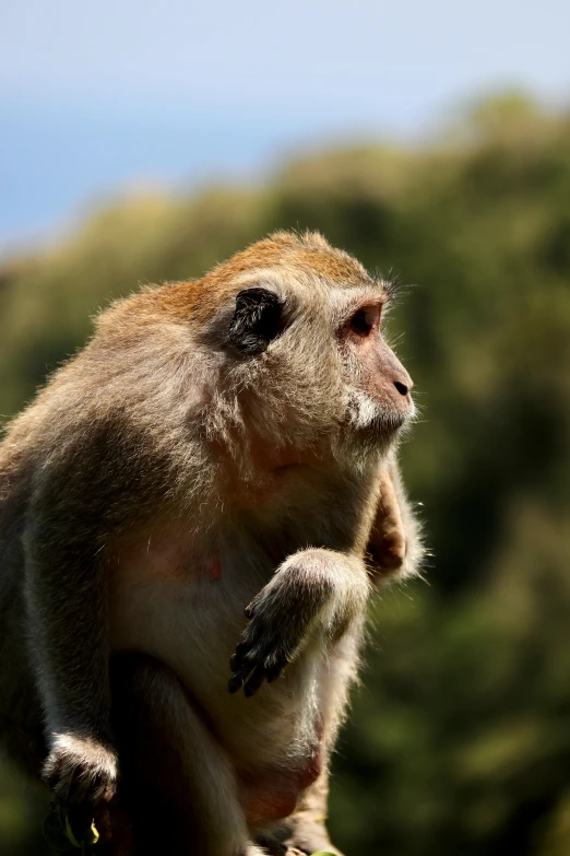 the small monkey is sitting on top of a tree