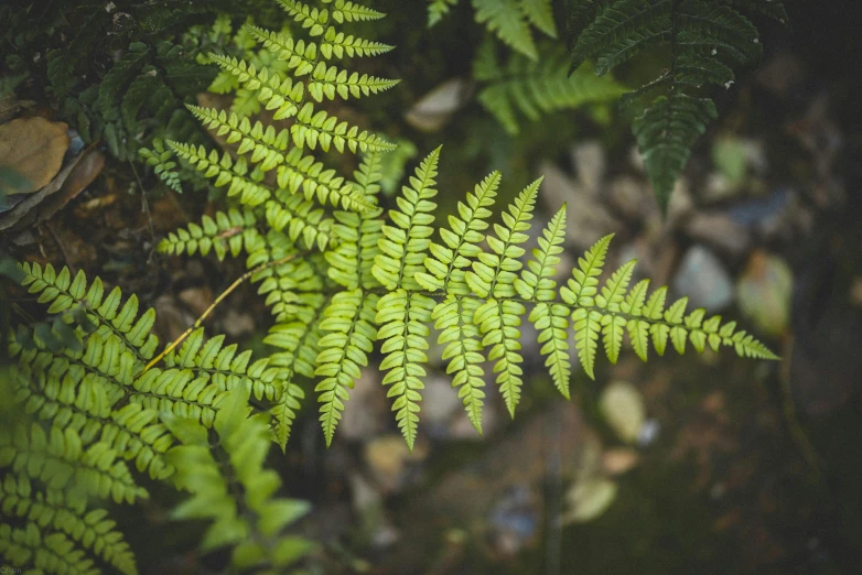 a large green leaf next to another plant