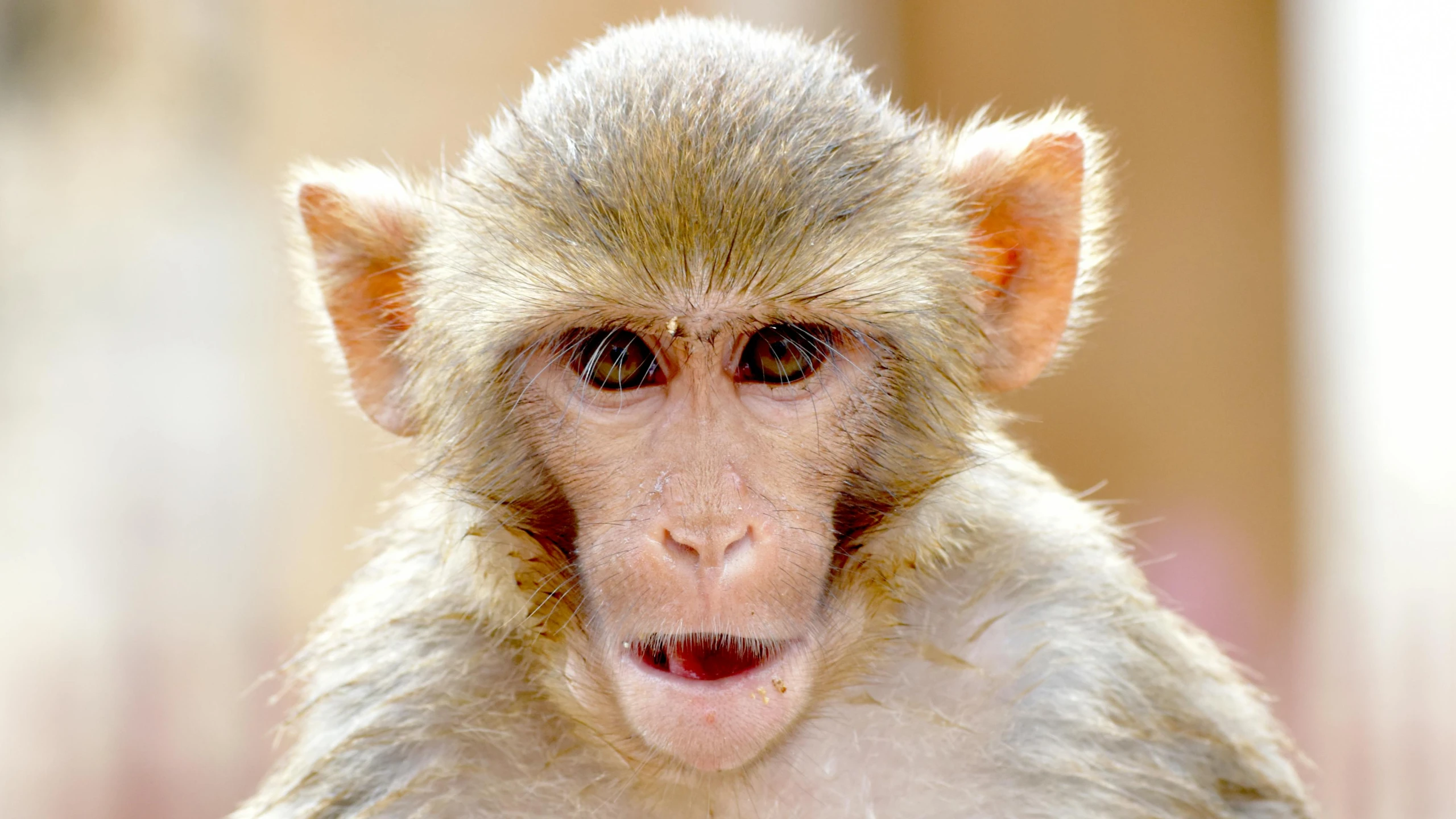 a monkey with its tongue out stares to the left