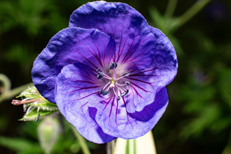 the blue flower is in bloom with green leaves behind it