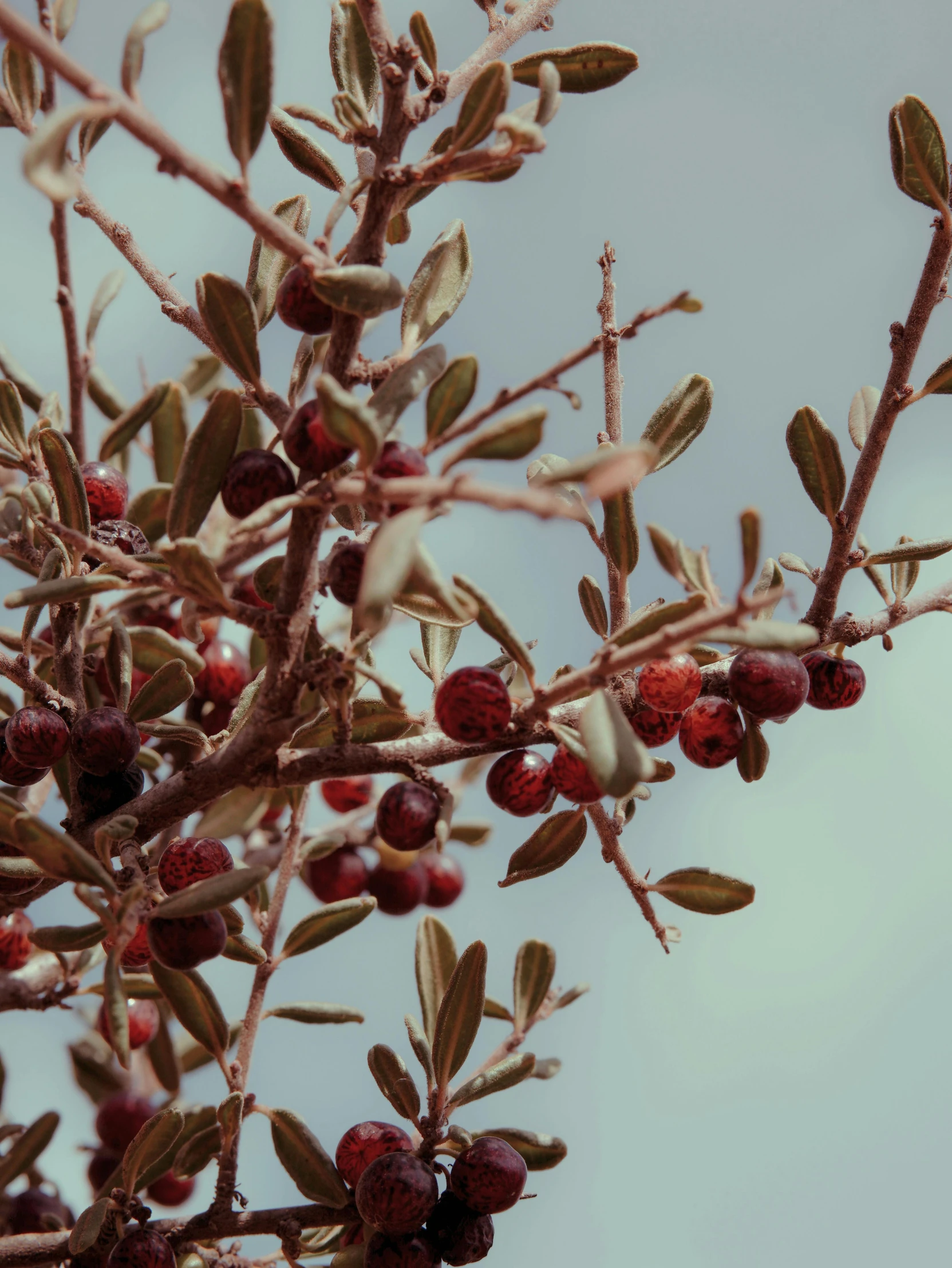 berries are growing from nches on a tree