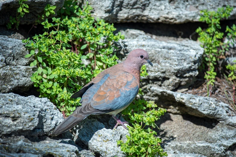 this is a bird on rocks with plants in the foreground