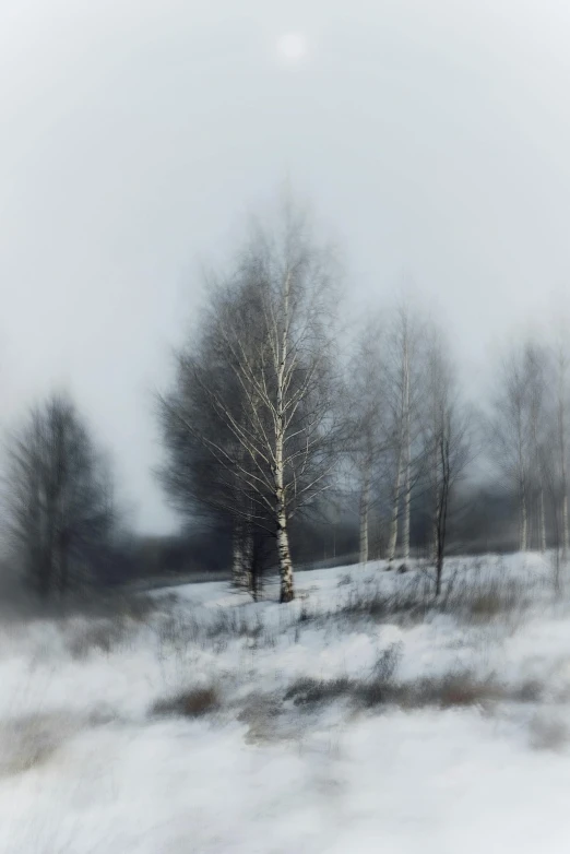 this is a snow scene with many trees and fog