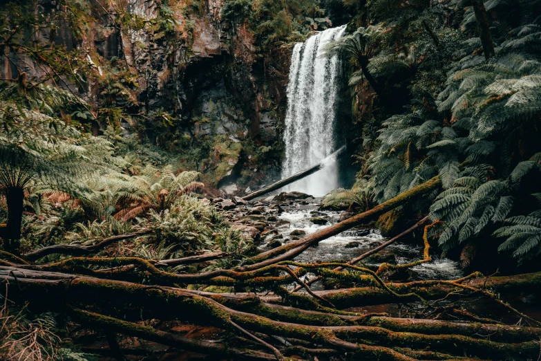 a waterfall and tree nches beside a bridge