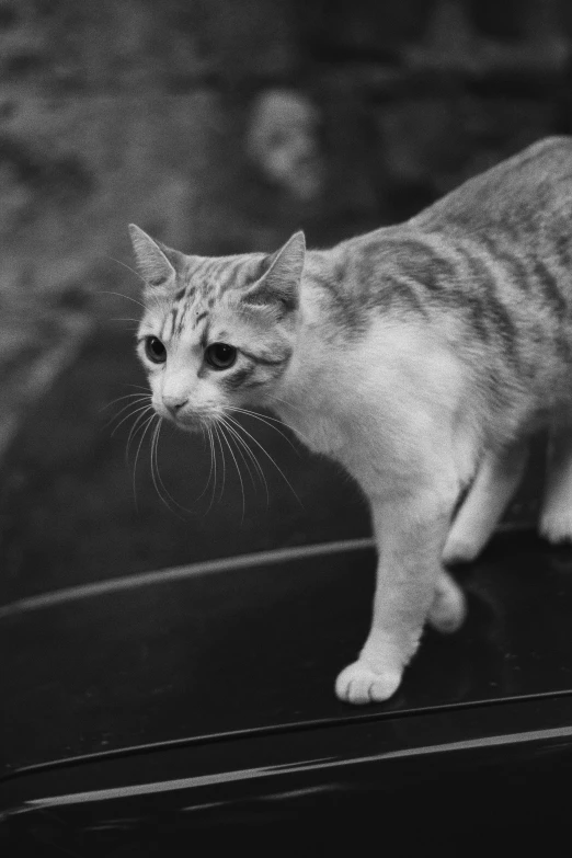 a small grey cat sitting on top of a car