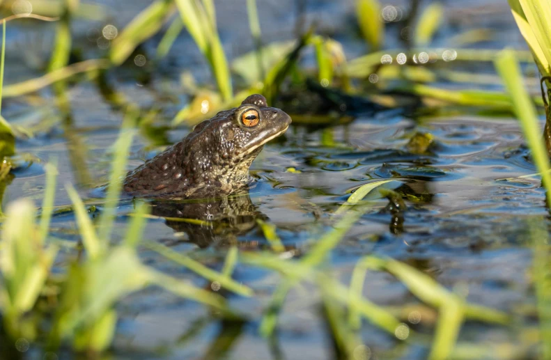 a small frog sitting in the water among green grass