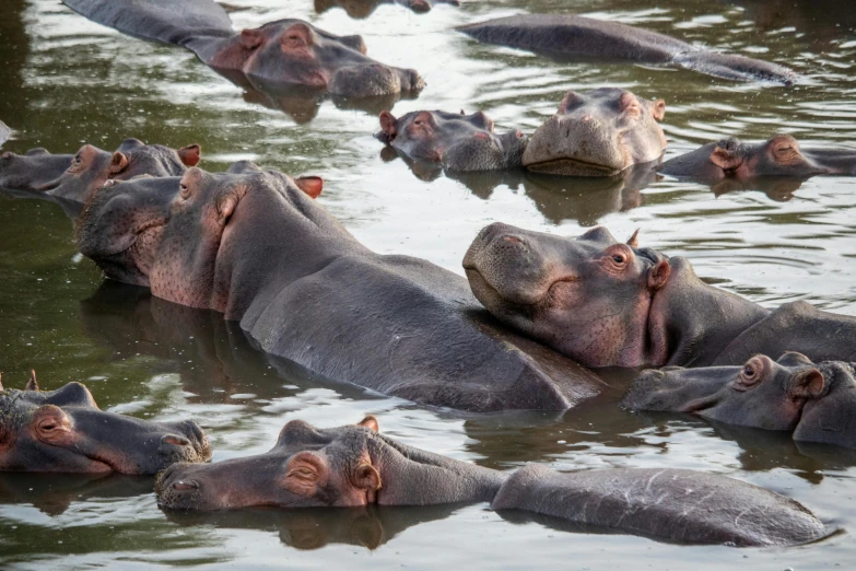 there are many hippos floating in the water