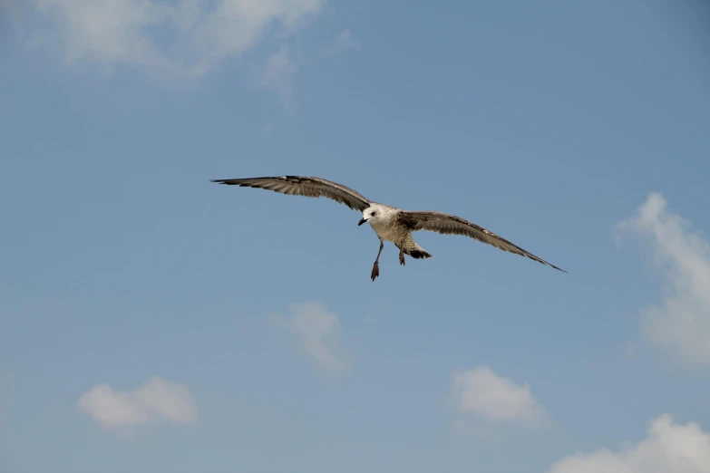 a seagull flying thru the sky with it's wings spread