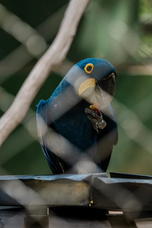 a blue parrot sits in a bird enclosure with trees in the background