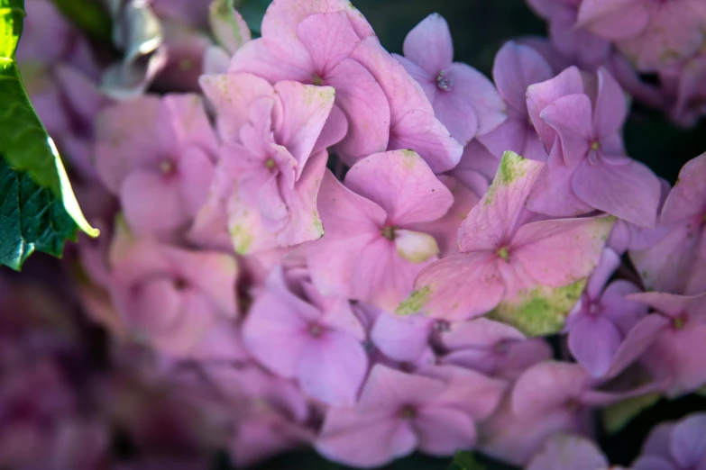 this is a close up s of the flowers