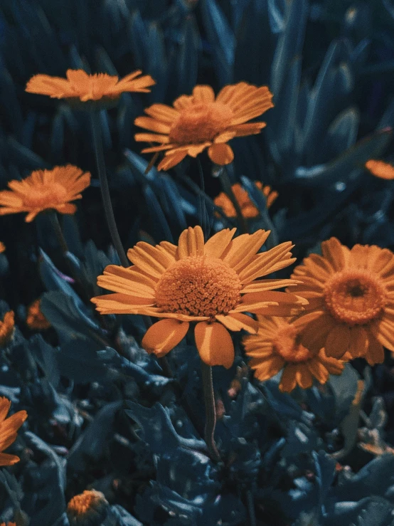 the orange flowers have large petals that are yellow