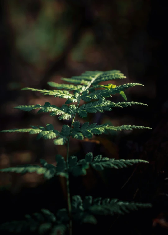 a large green plant with lots of leafs