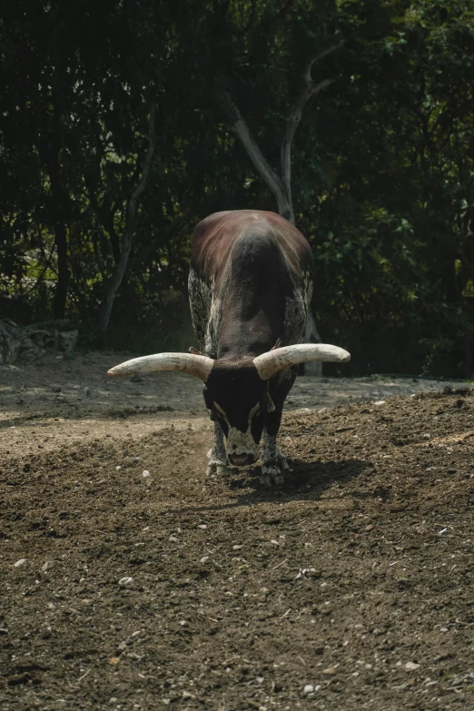 a large bull with horns on its back walking in dirt