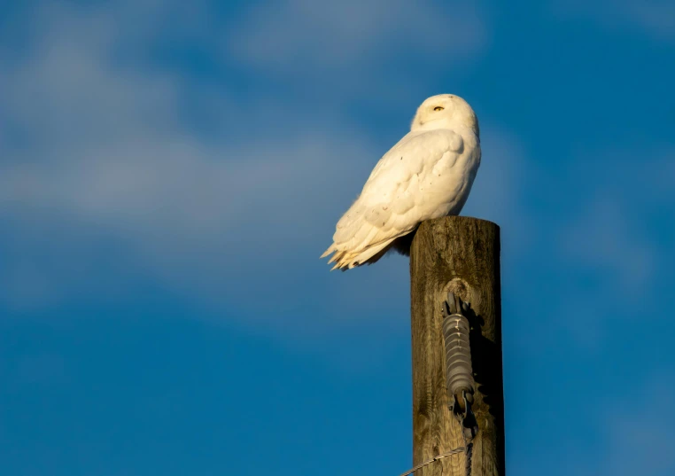 a white owl perched on a pole in front of blue sky