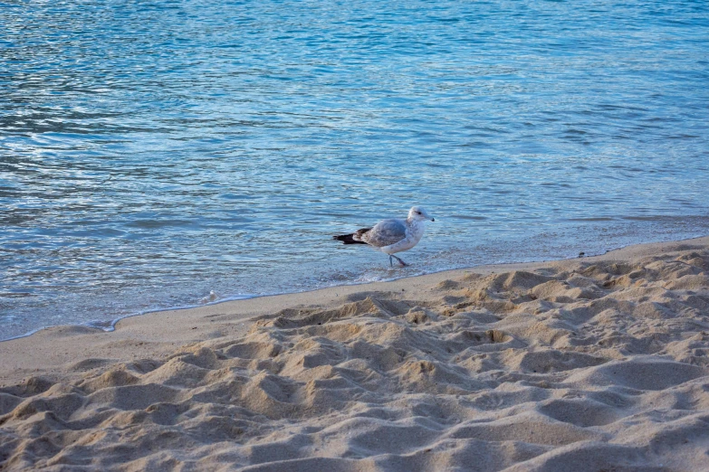 a seagull on a beach by the water