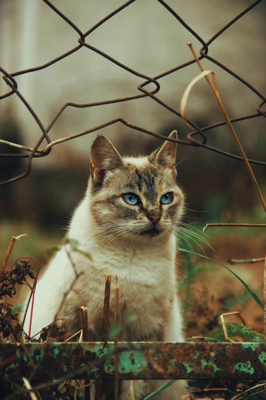 a small white and brown cat with blue eyes looking at the camera