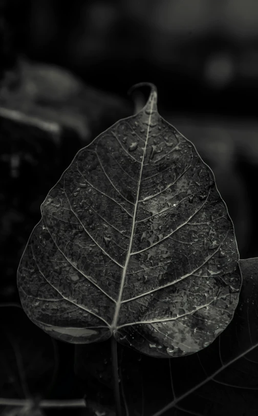 this is a pograph of a tree leaf