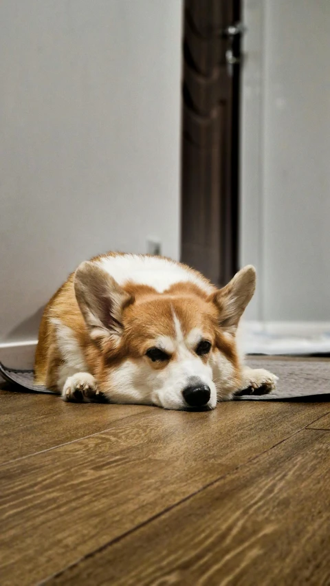 a dog lays on the floor, looking at soing