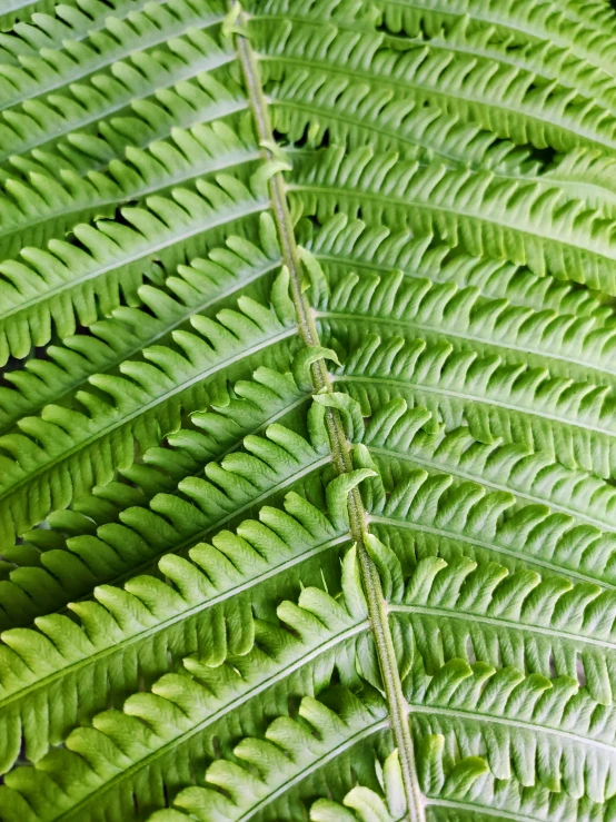 a close up of green leaves on a plant