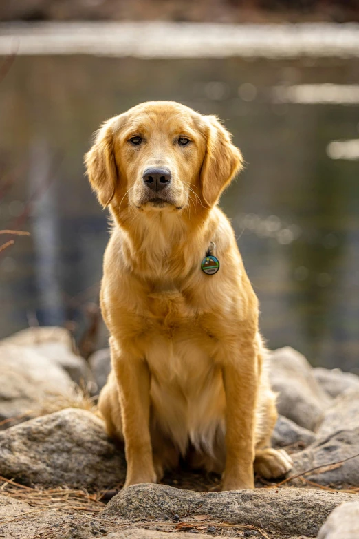 an adorable dog sits on top of rocks