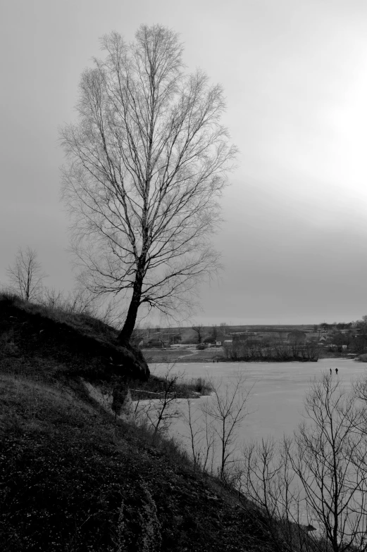 two trees in a field with a body of water behind them