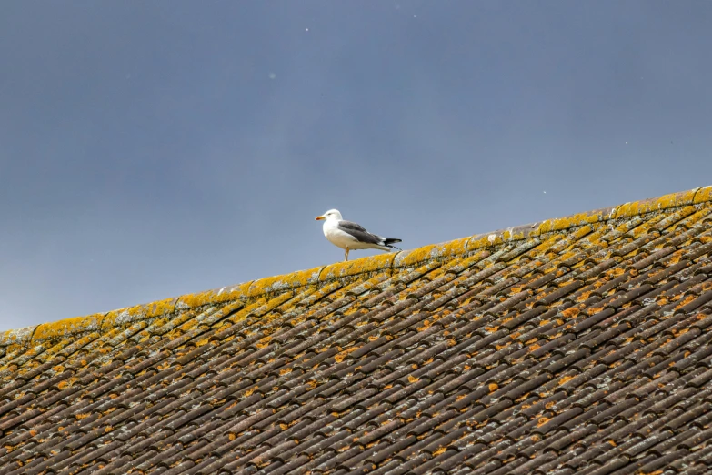 a bird sitting on the top of a roof near trees