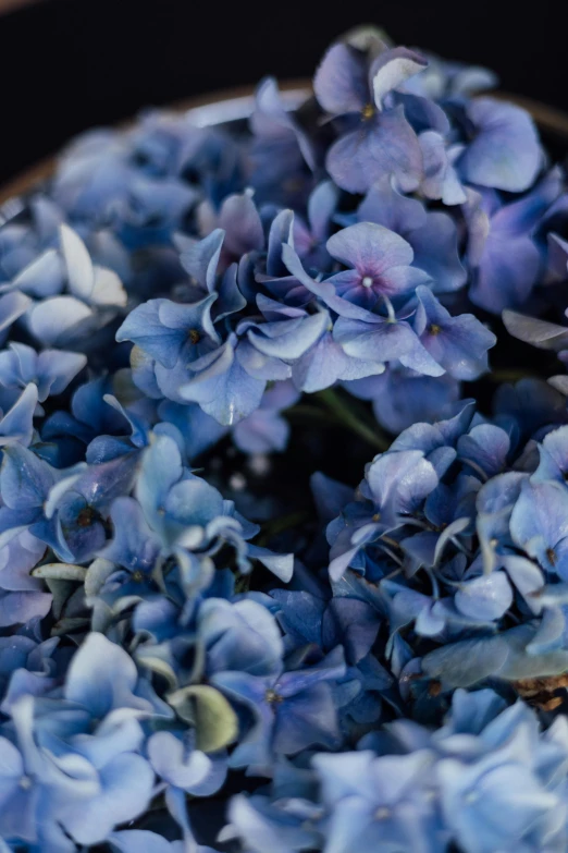 blue hydrangea flowers are in a wooden bowl