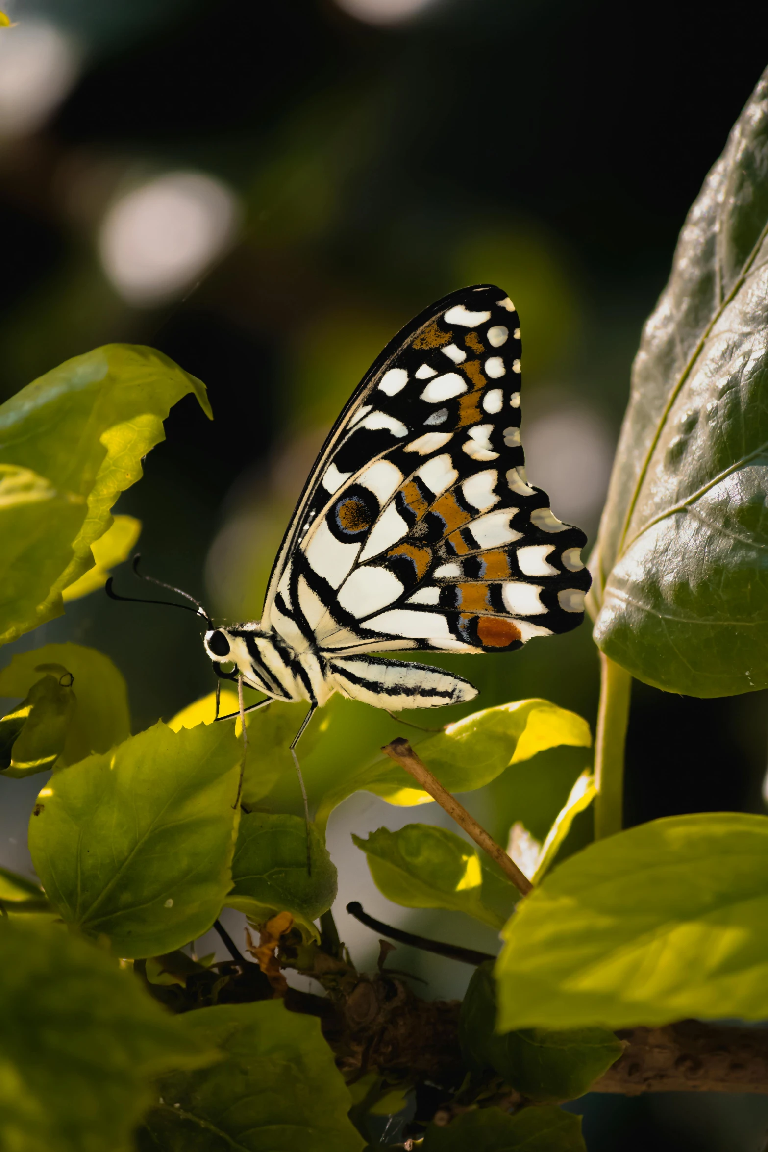 a erfly that is sitting on some leaves