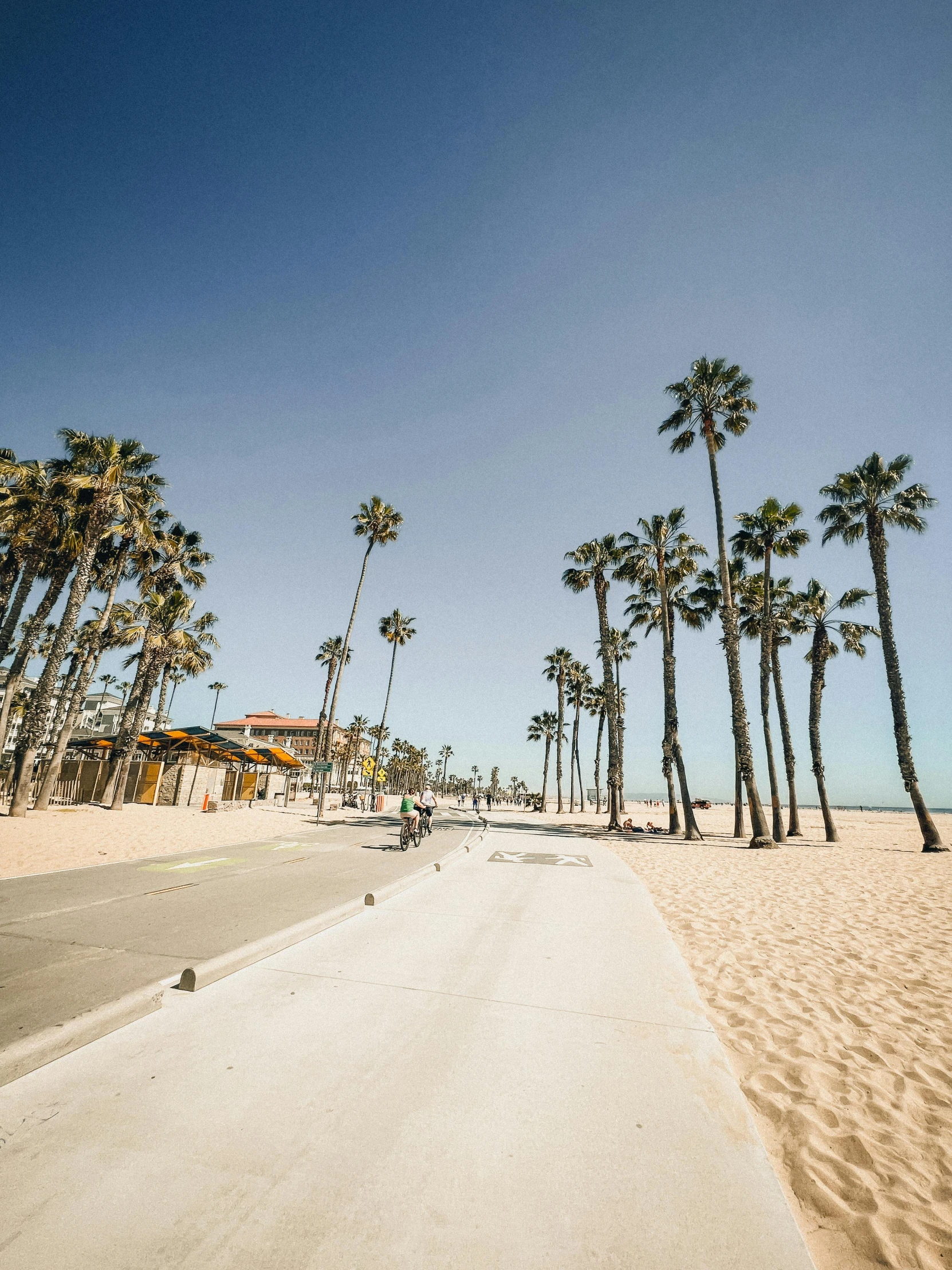 a group of palm trees on a beach next to a road