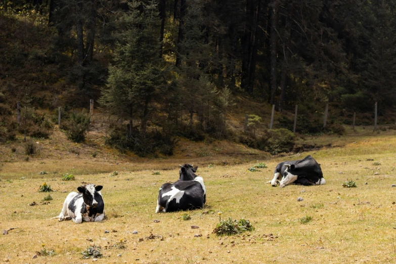 a couple of cows are laying in a field