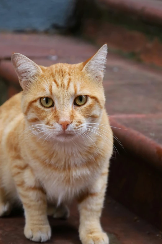 a cat sitting on the ground looking off into the distance