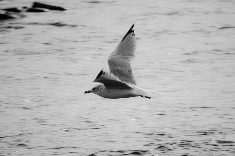 a black and white picture of a bird flying