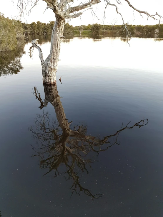 a very large leafless tree standing in the middle of a lake