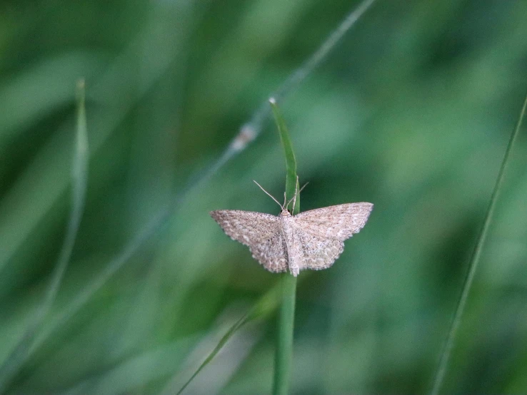 a white erfly resting on a green blade of grass