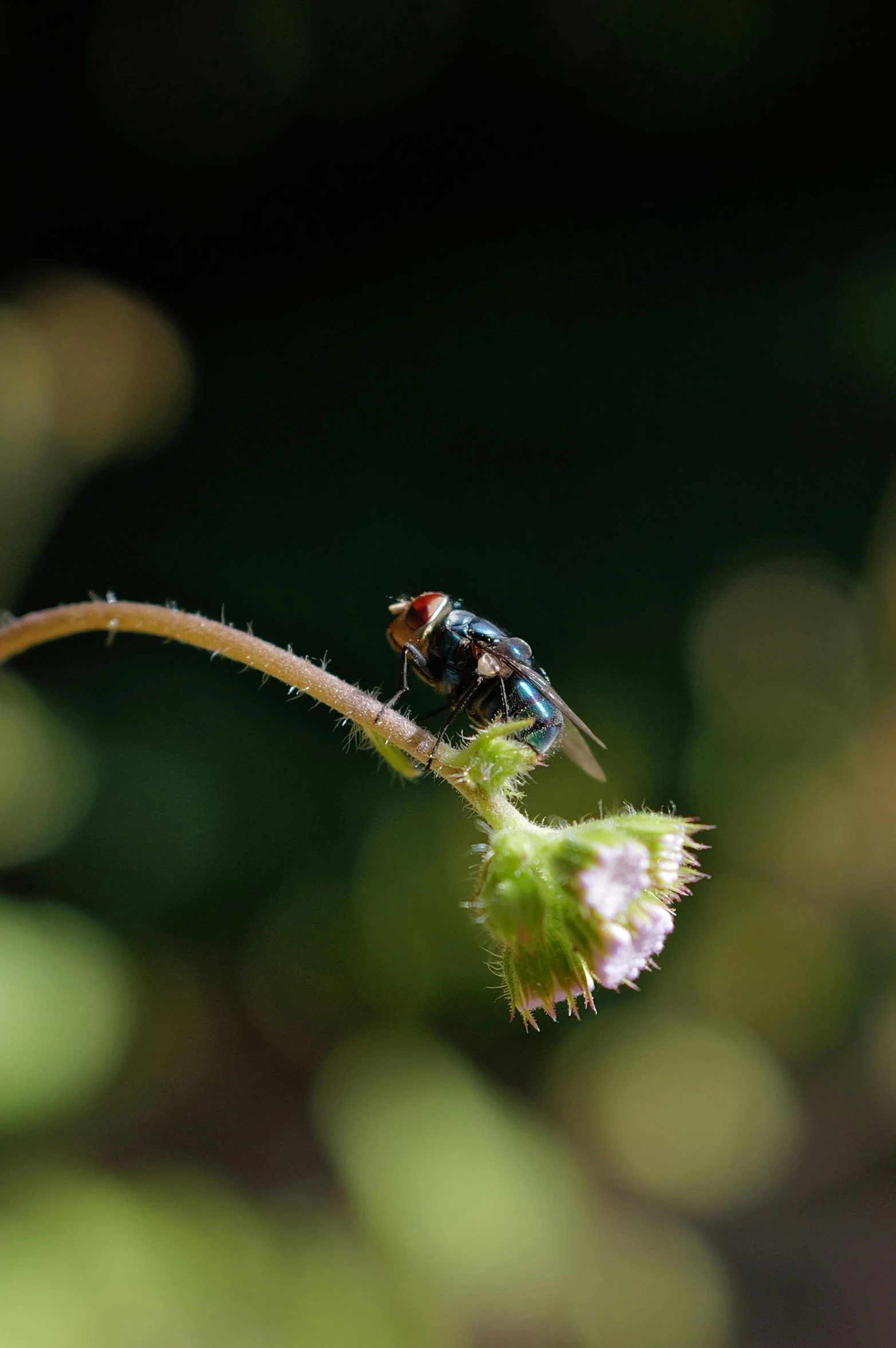 a green fly sitting on top of a green leaf