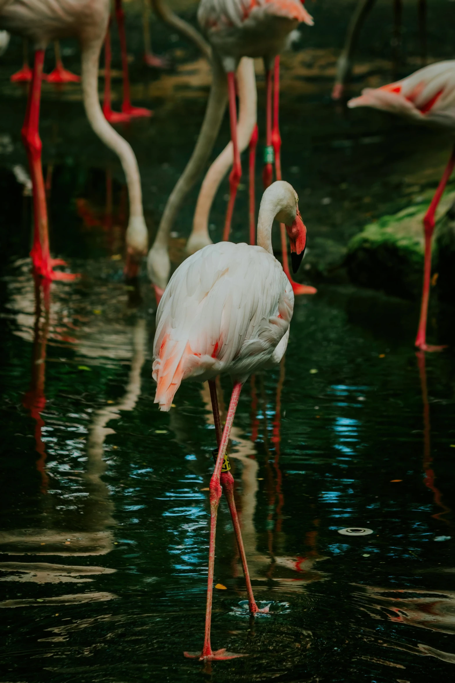 pink and white birds in water at a zoo