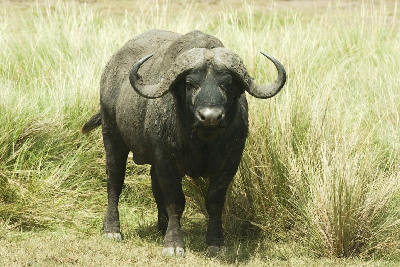 a bull is walking through a field with lots of tall grass