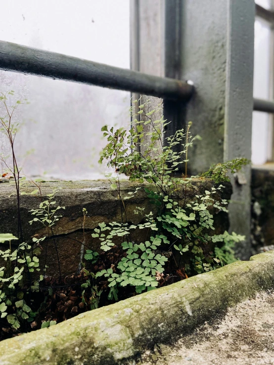 an abandoned gate that is full of plants