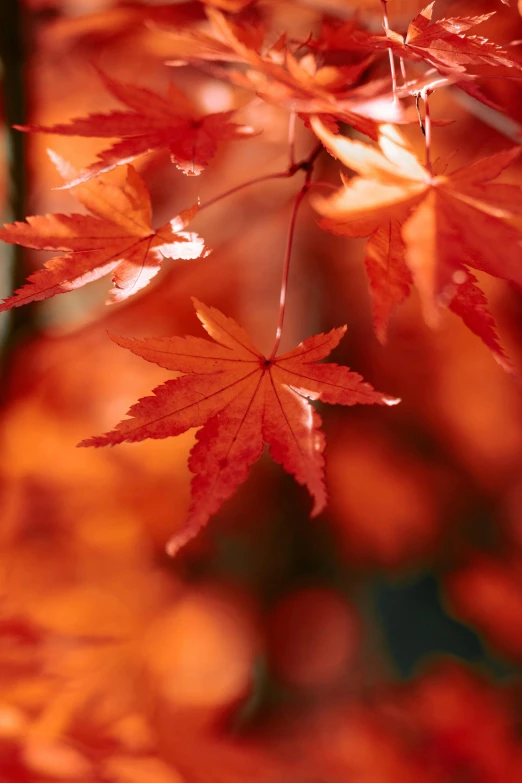 a red leaf that is hanging off of a nch