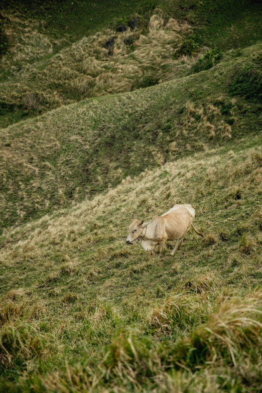 a white sheep is standing on some grass