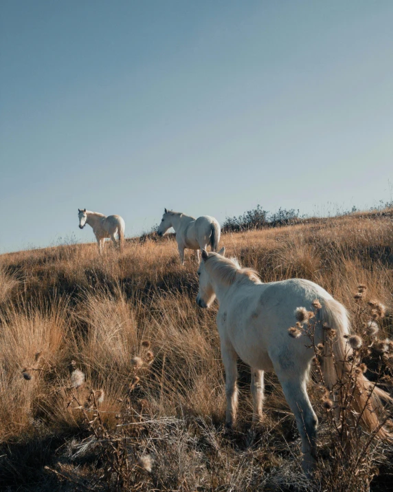 there are many horses that are standing in the field