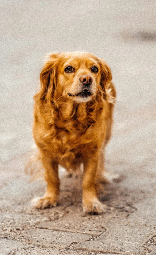 a dog is looking up at the camera