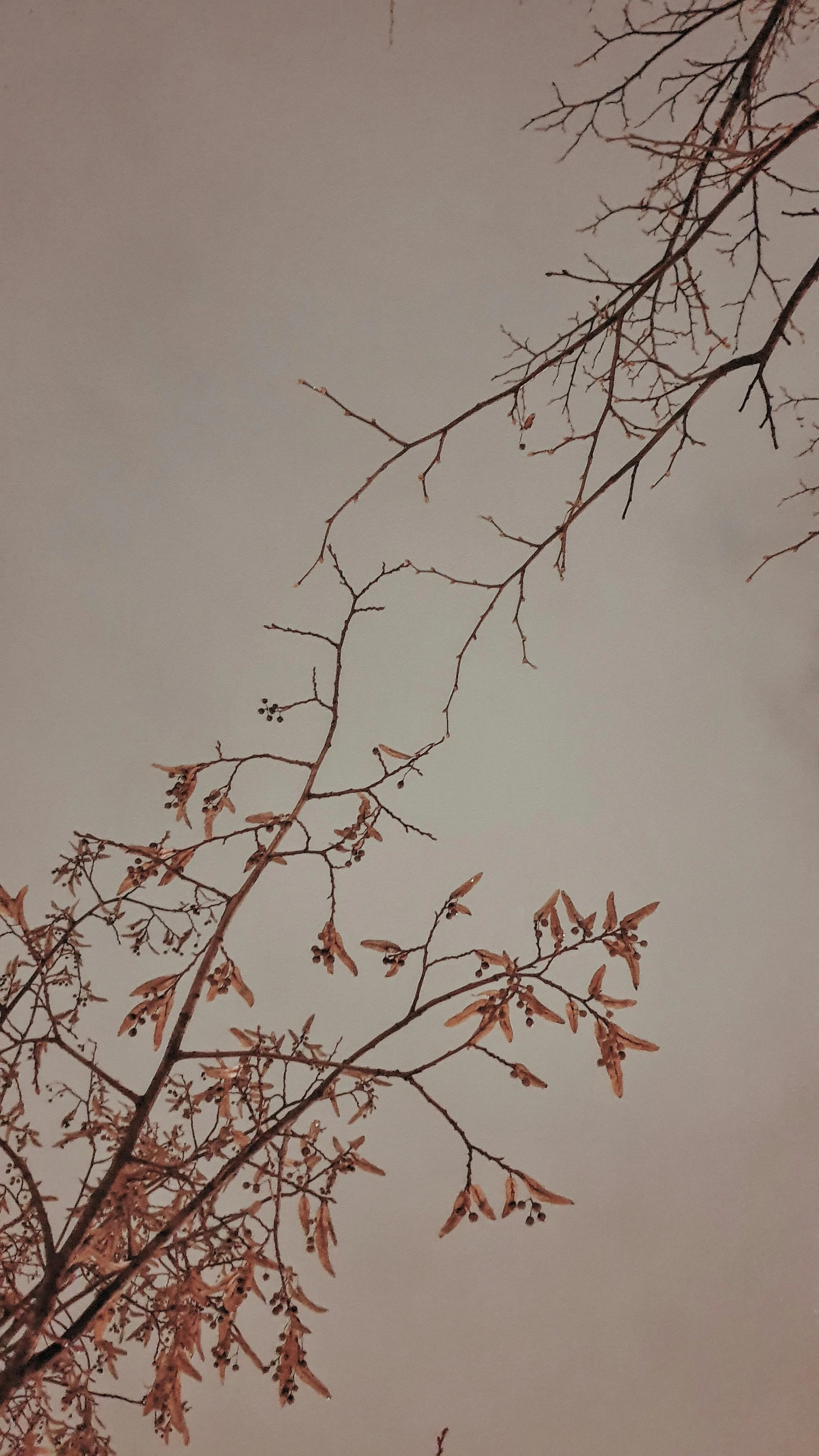 a small umbrella and some nches against a cloudy sky