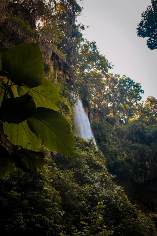 a closeup of a water fall with trees