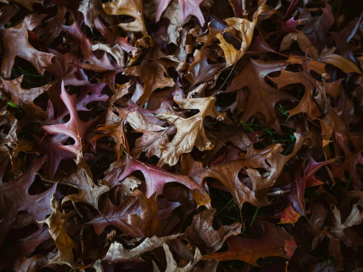 dried leaves with lots of other brown and yellow colors