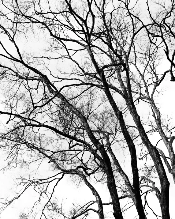 black and white po of trees without leaves