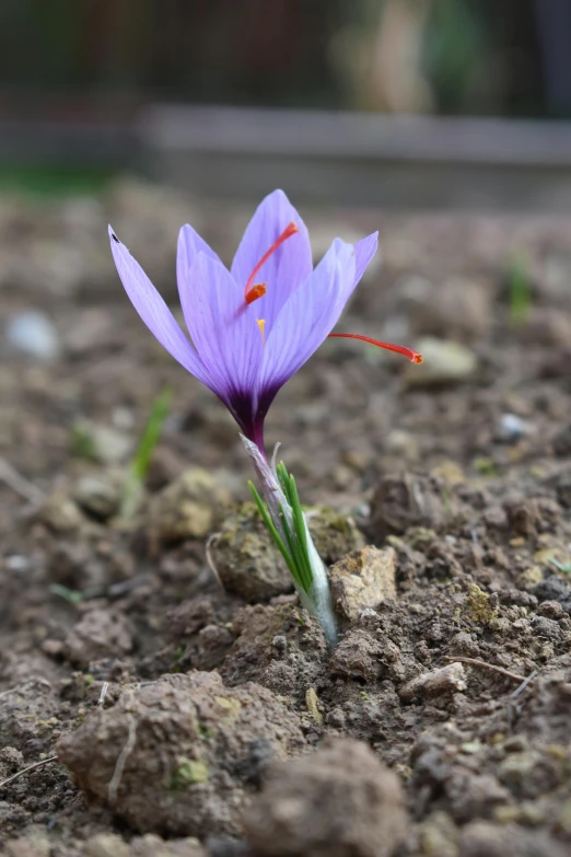 purple flower in dirt with red mark around petals