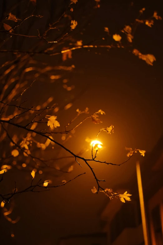 a streetlight shines over a tree that is growing by the side