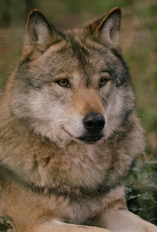 a close up of a dog laying on the grass